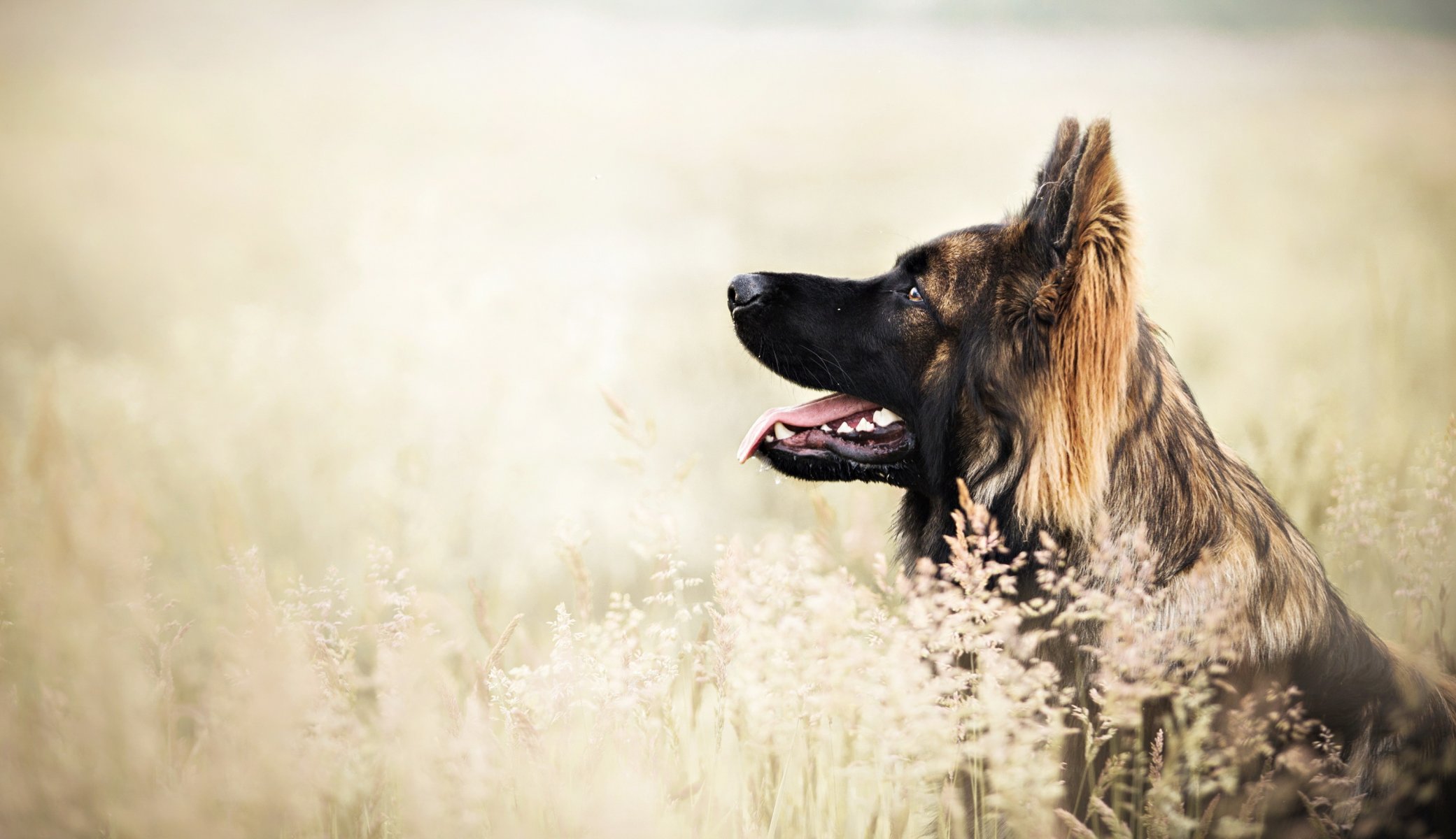 Взыскание ущерба при укусе собаки в Балее