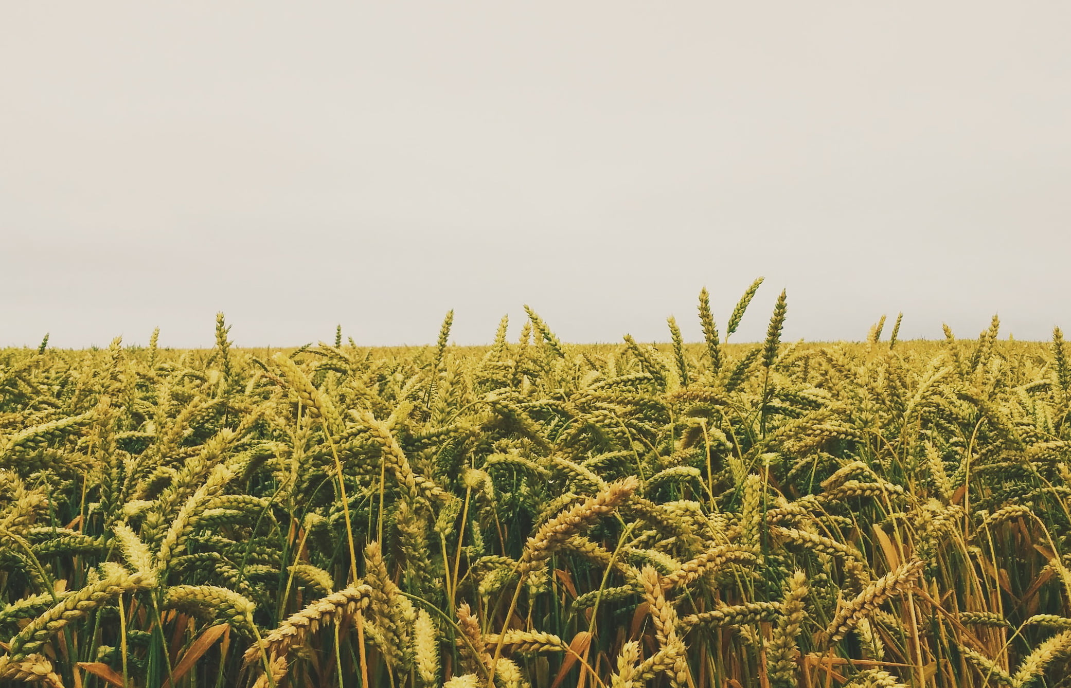 Юрист по земельным спорам в Балее. Услуги земельного юриста.